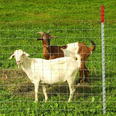 Rotwild-Ziegen-Bauernhof-Draht zäunen das Galvanized Wire Hinge-Gelenk-Fechten ein