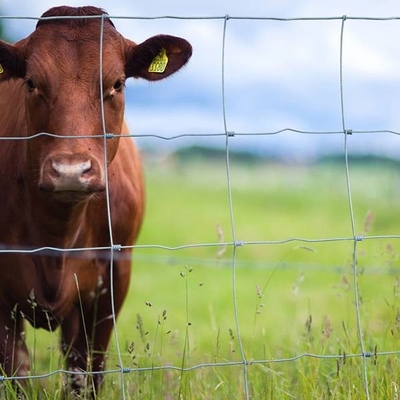 ISO9001 galvanisierte das Vieh, das Draht Mesh Fence 200m/Roll bewirtschaftet